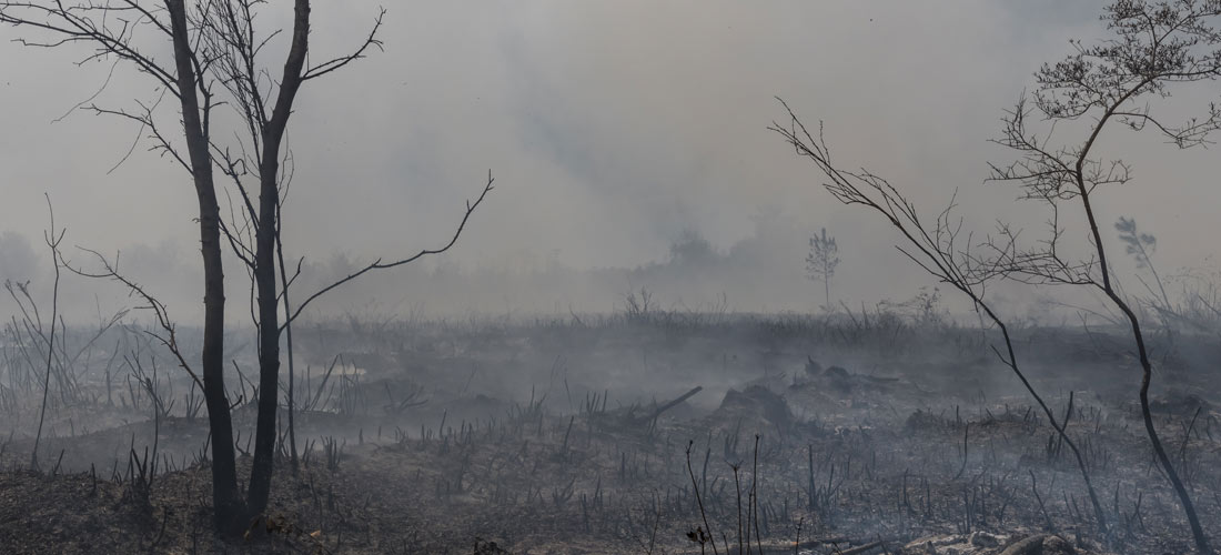 Imagen de un bosque tras un incendio forestal