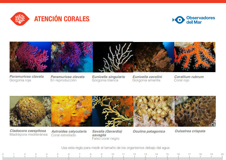 Nos sumamos a la jornada promovida por Observadores del Mar "Atención Corales"
