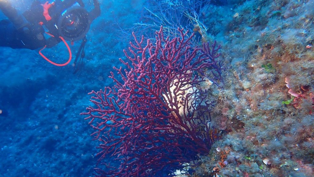 Estudio sobre los fondos coralígenos de Ibiza