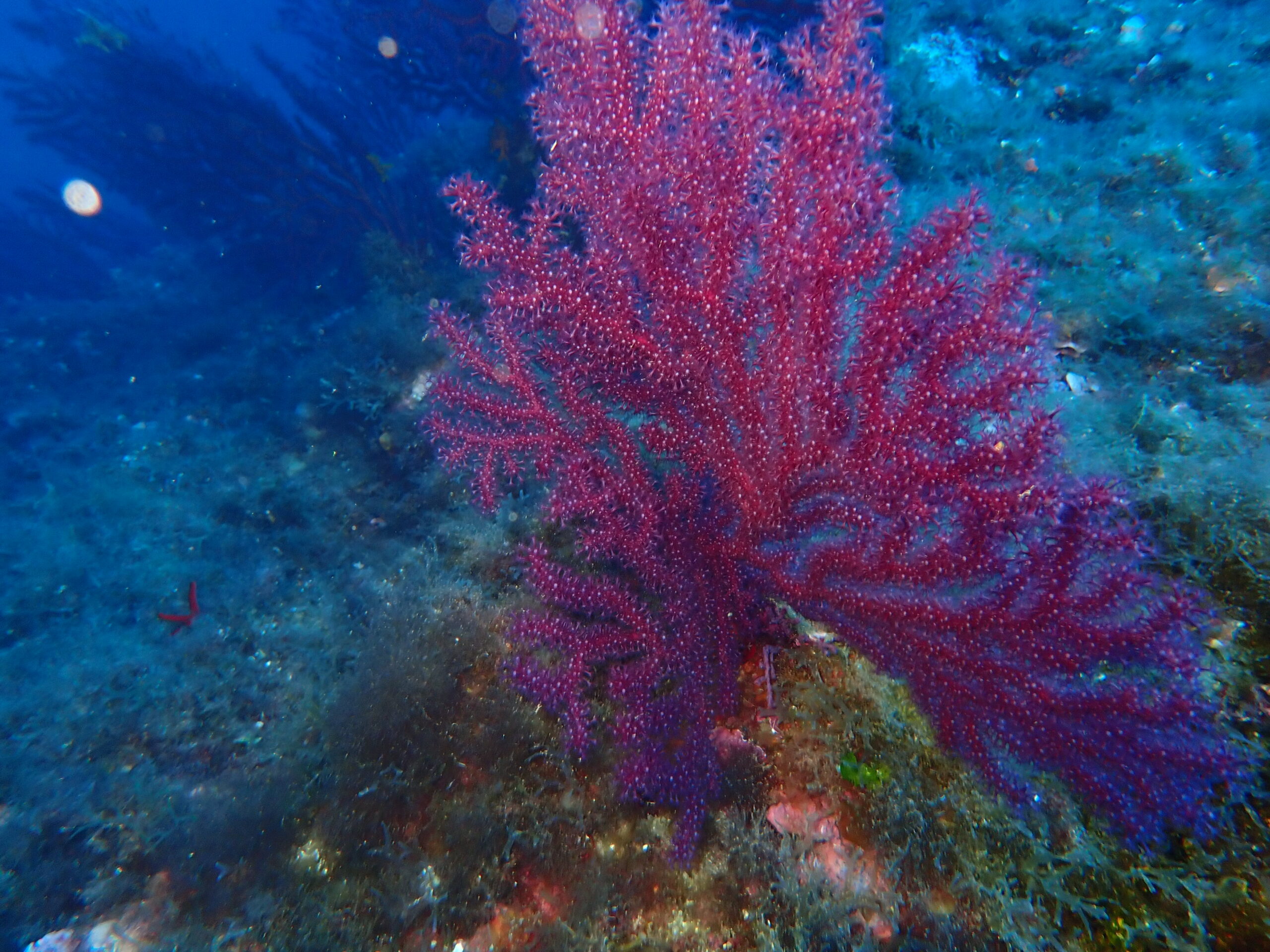 El Govern Balear autoriza el proyecto Restaura Coral Ibiza hasta 2026